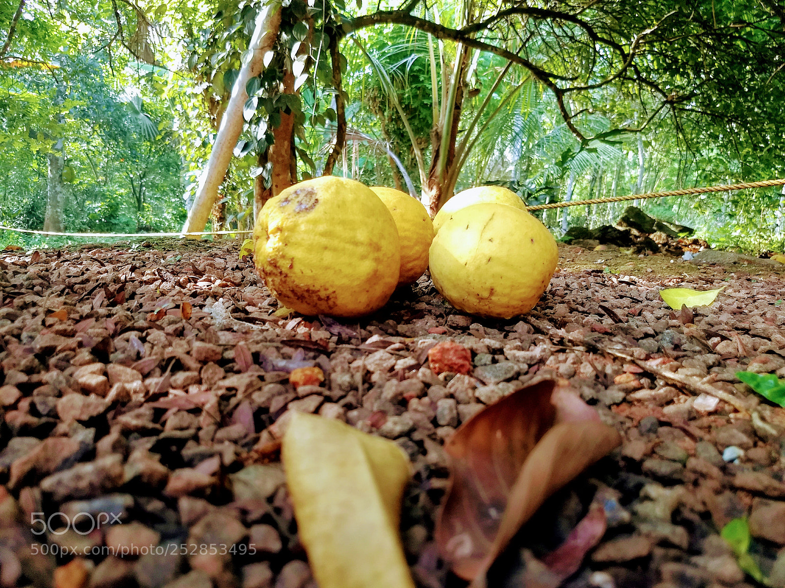 Motorola Moto G (5) Plus sample photo. Summer beauty in kerala photography
