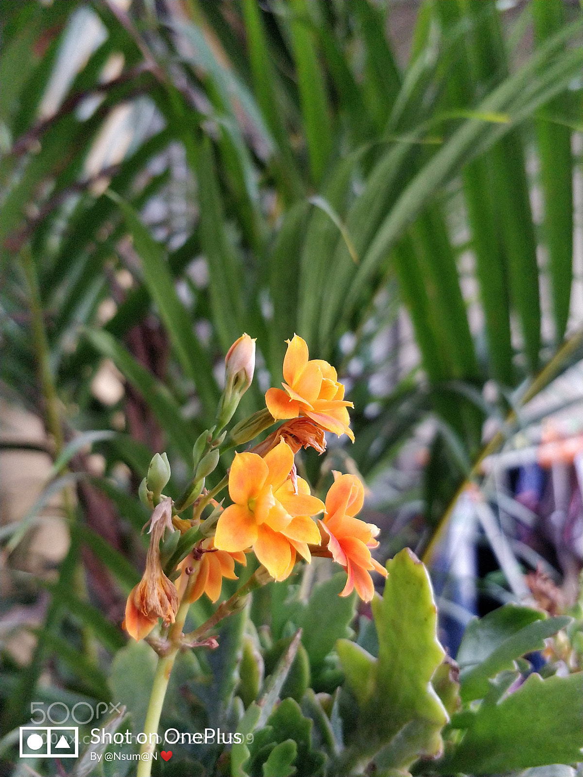 OnePlus 5 sample photo. Yellow flowers photography