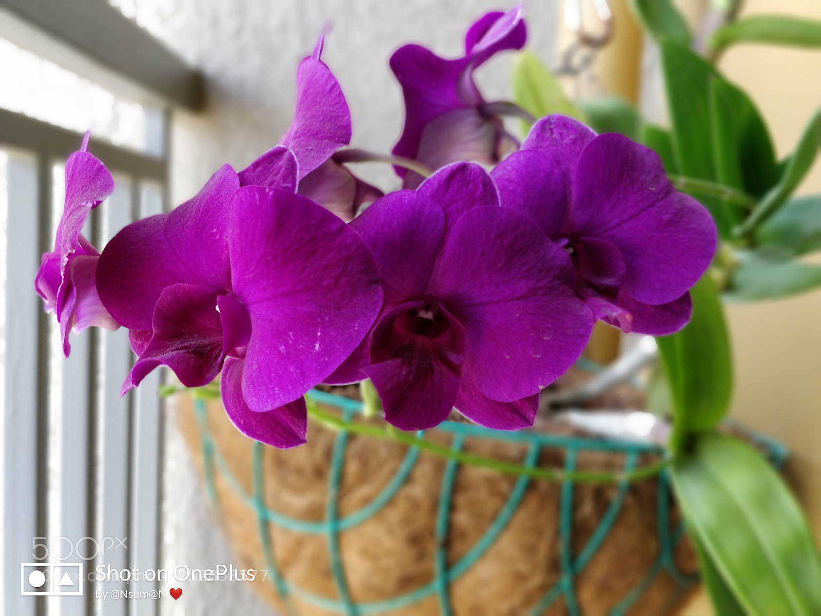 OnePlus 5 sample photo. Orchid ❤️ photography