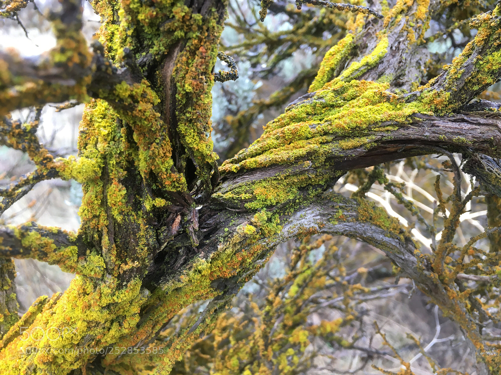 Apple iPhone 6s sample photo. Moss on sage photography
