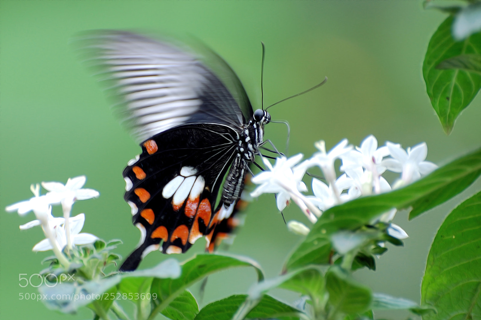Nikon D40 sample photo. Moving photography
