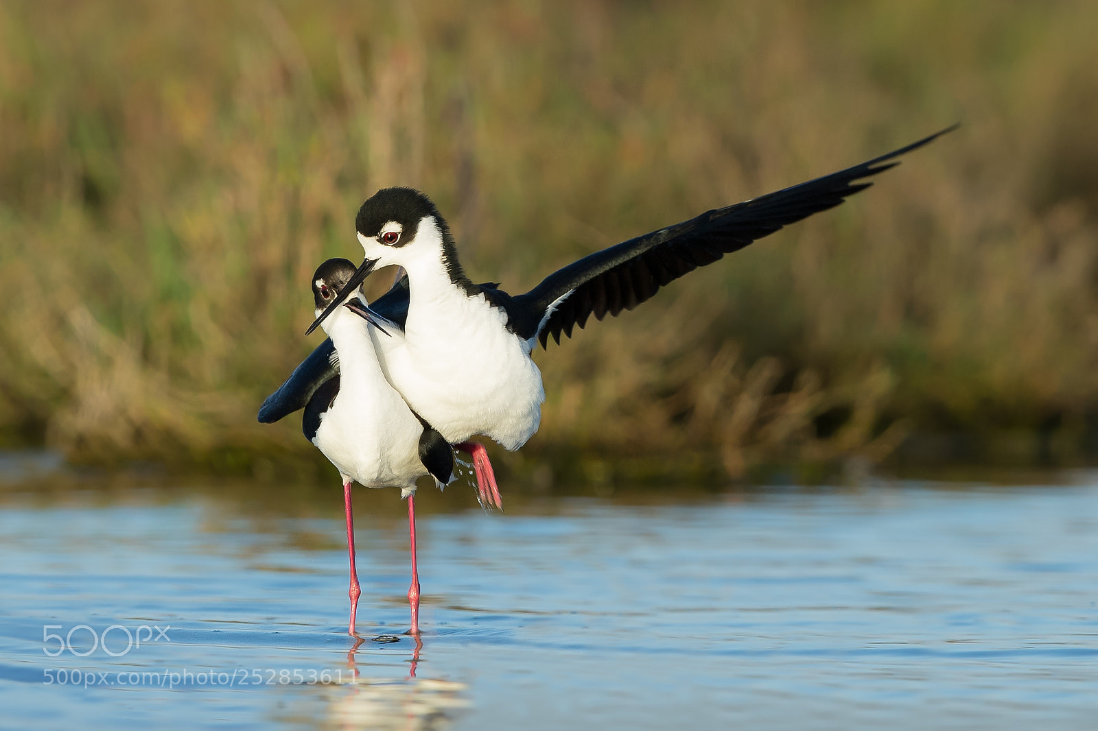 Canon EOS-1D X sample photo. Black necked stilt mating photography