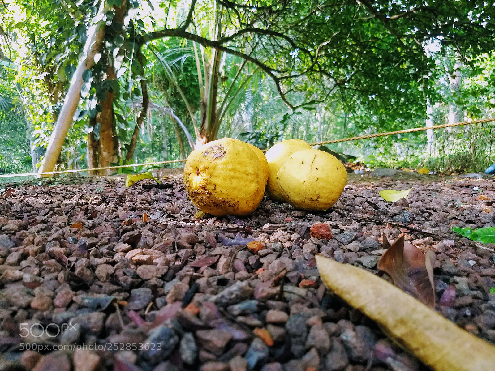 Motorola Moto G (5) Plus sample photo. Summer beauty in kerala photography