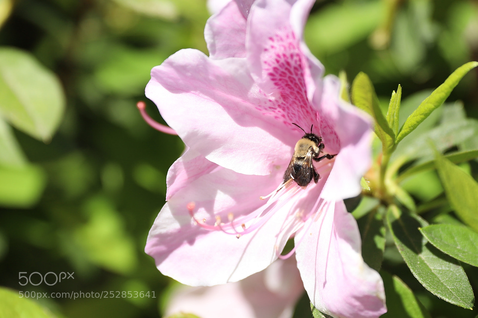 Canon EOS 6D Mark II sample photo. Bee photography