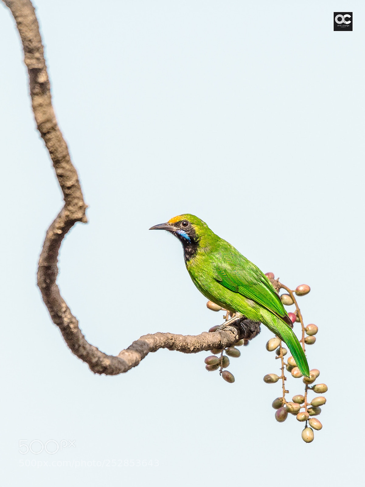 Nikon D5100 sample photo. The golden fronted leaf-bird photography