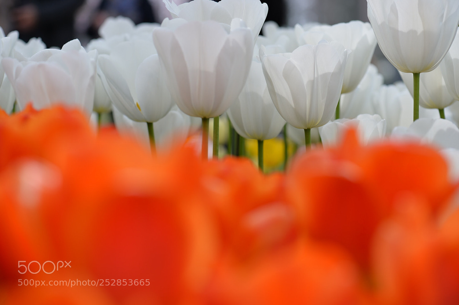 Nikon Df sample photo. Turnip ii photography
