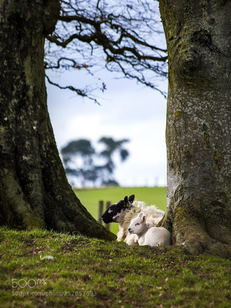 Canon EOS 5D Mark II sample photo. New born spring lamb photography