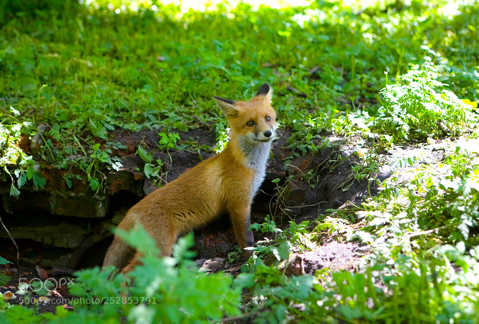 Canon EOS 5D sample photo. A little fluffy red photography