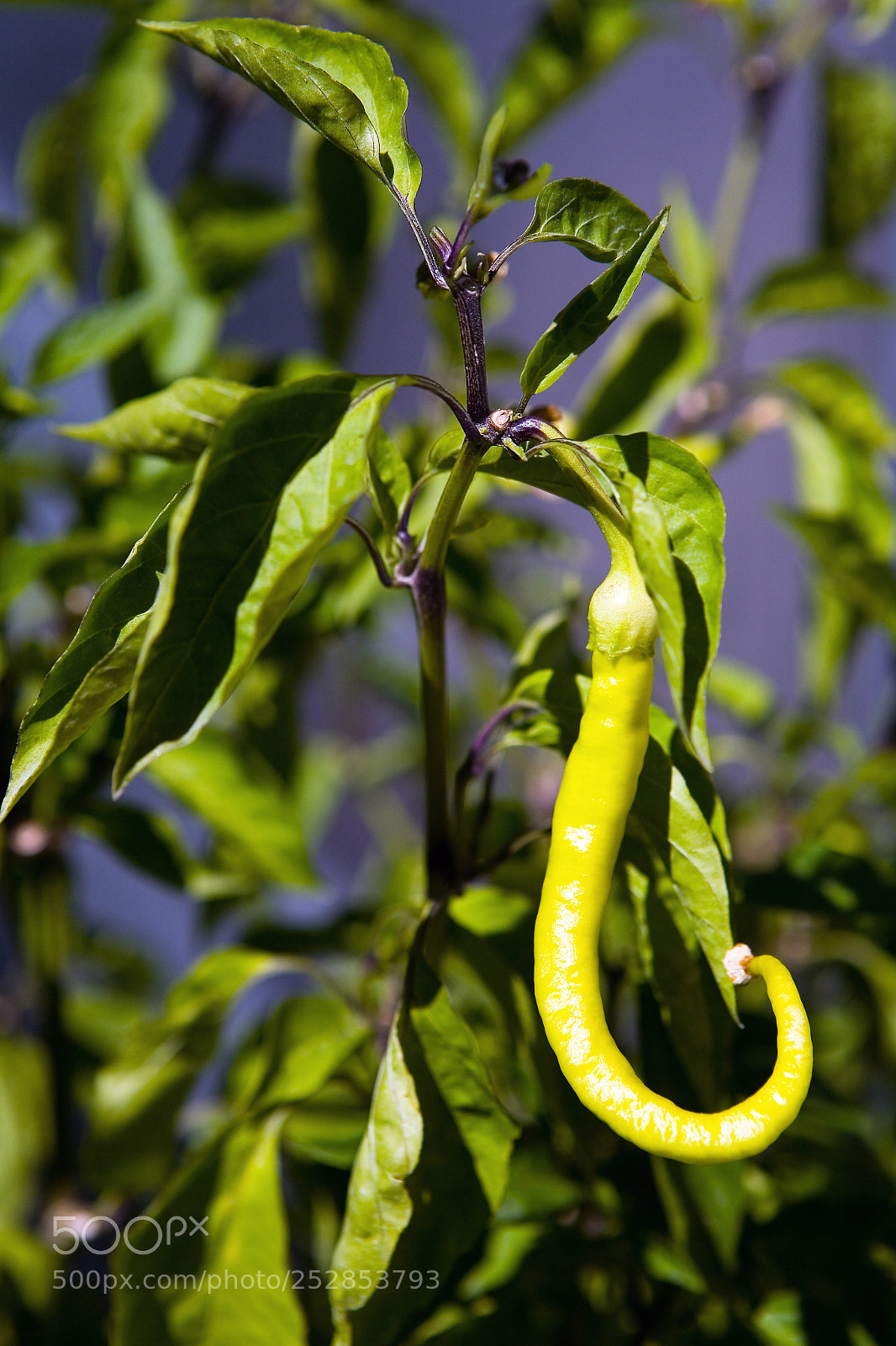 Canon EOS 5D sample photo. Fruit of hot pepper photography