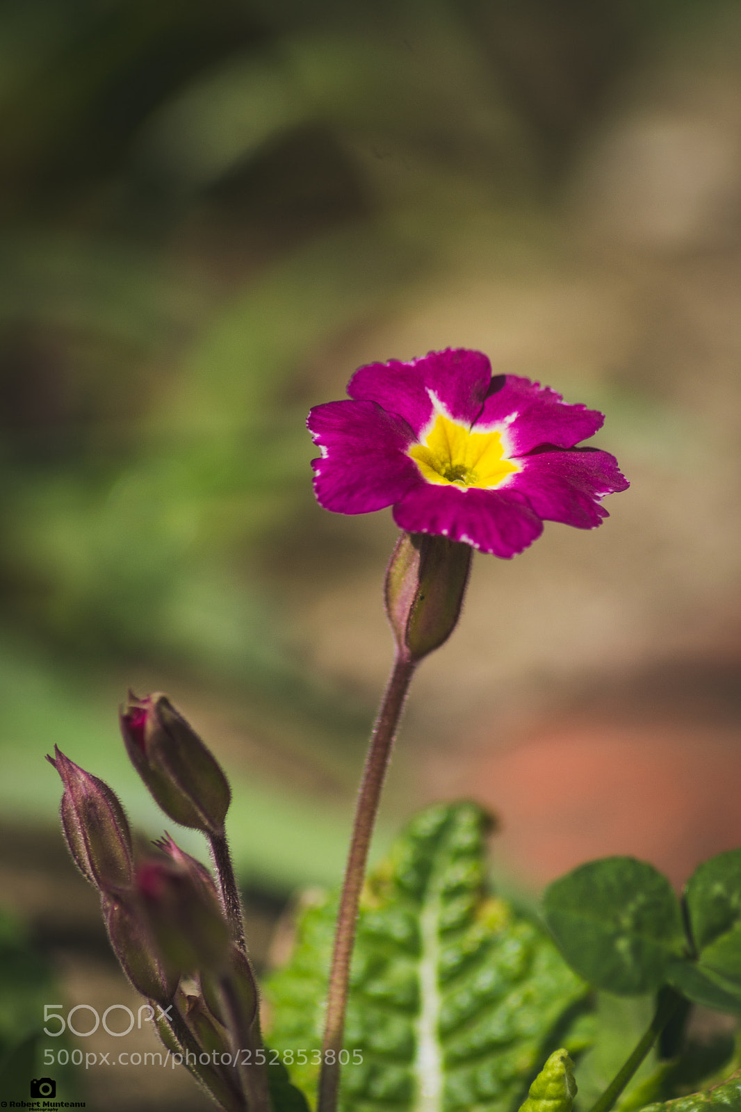 Nikon D3100 sample photo. Untitled photography