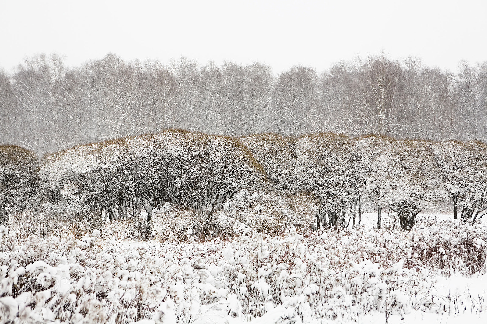 Canon EOS 5D sample photo. Winter landscape in izmaylovsky photography