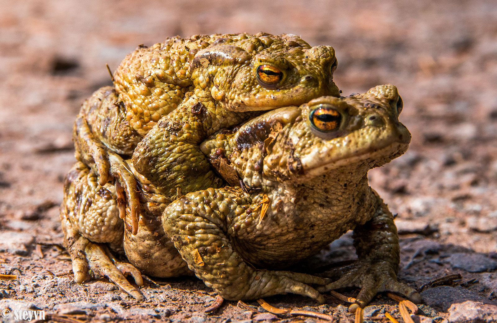 Canon EOS 7D Mark II sample photo. Harzer prinzen photography
