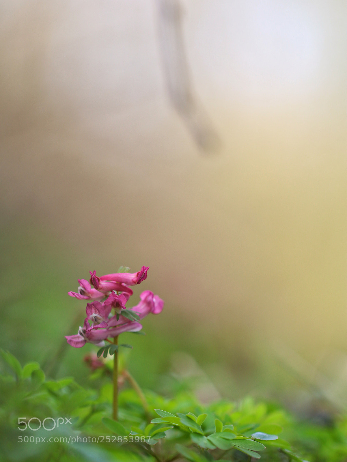 Canon EOS 80D sample photo. Pink horns photography
