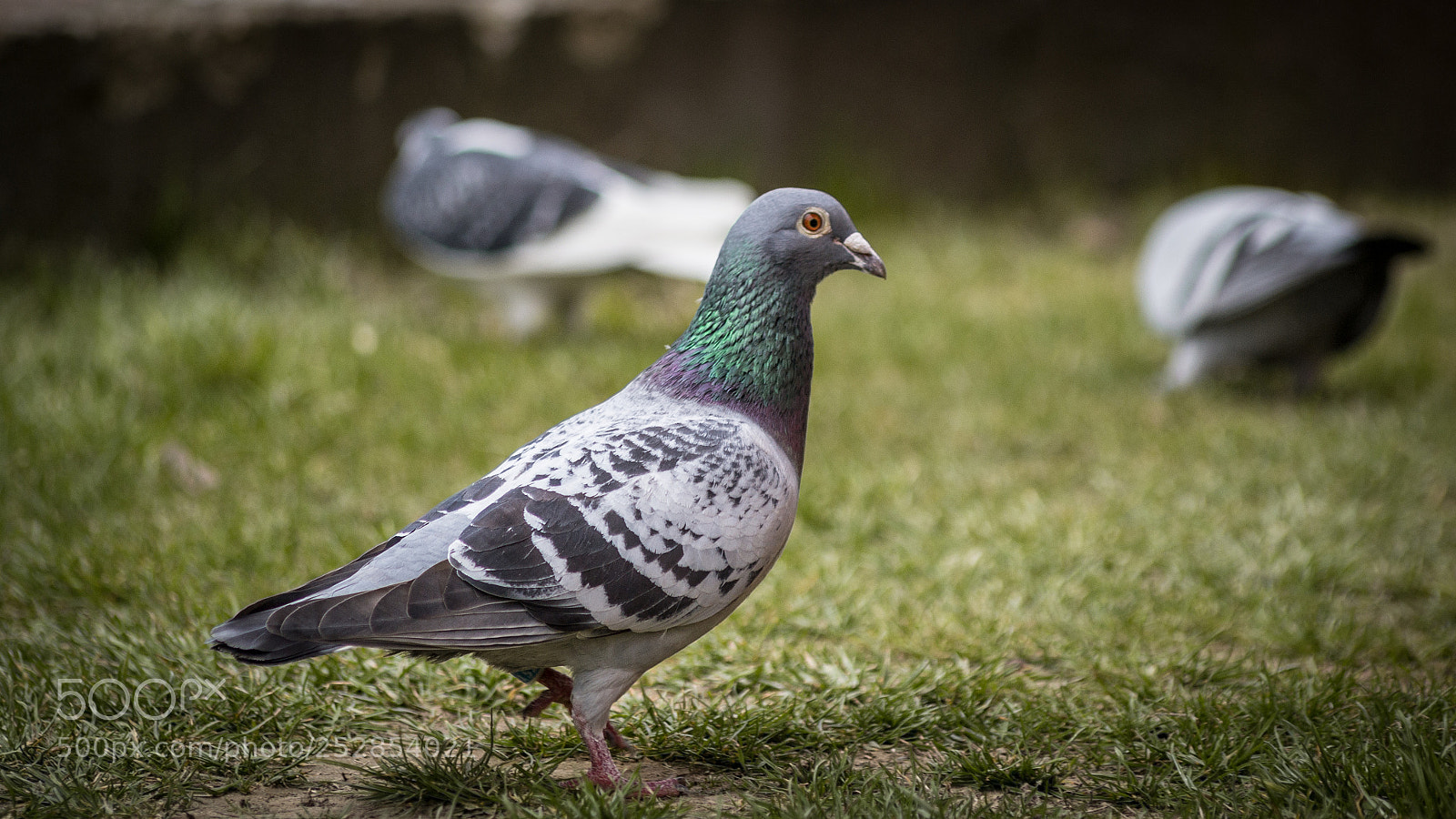 Nikon D3100 sample photo. Untitled photography
