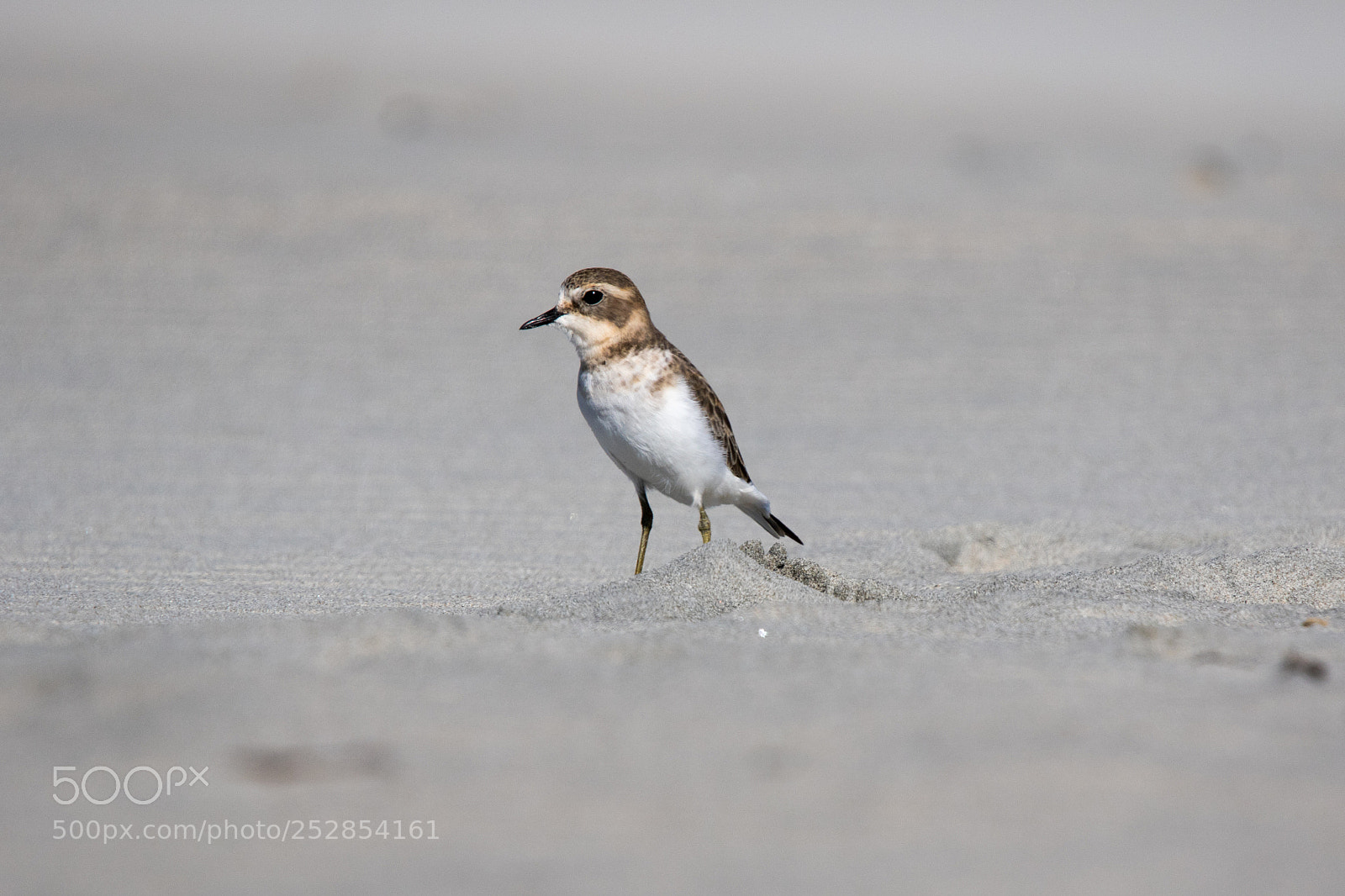 Canon EOS 7D Mark II sample photo. Banded dotterel photography