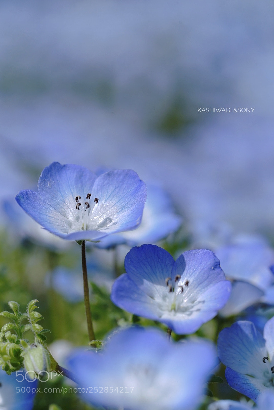 Sony a7 II sample photo. Blue world photography