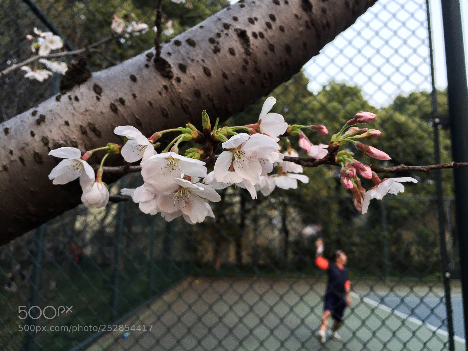 Apple iPhone 6 sample photo. Untitled photography