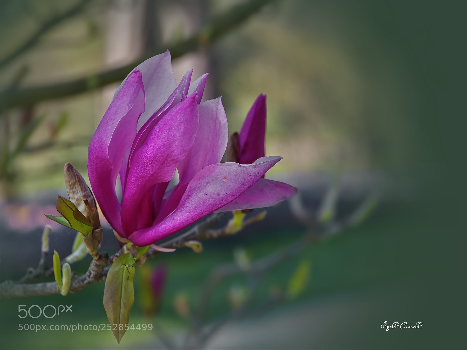 Canon EOS 7D sample photo. Shades of pink photography