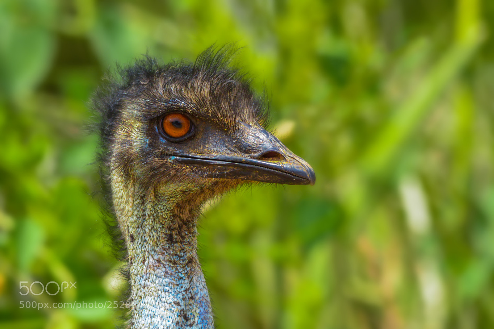 Nikon D7100 sample photo. Emu photography