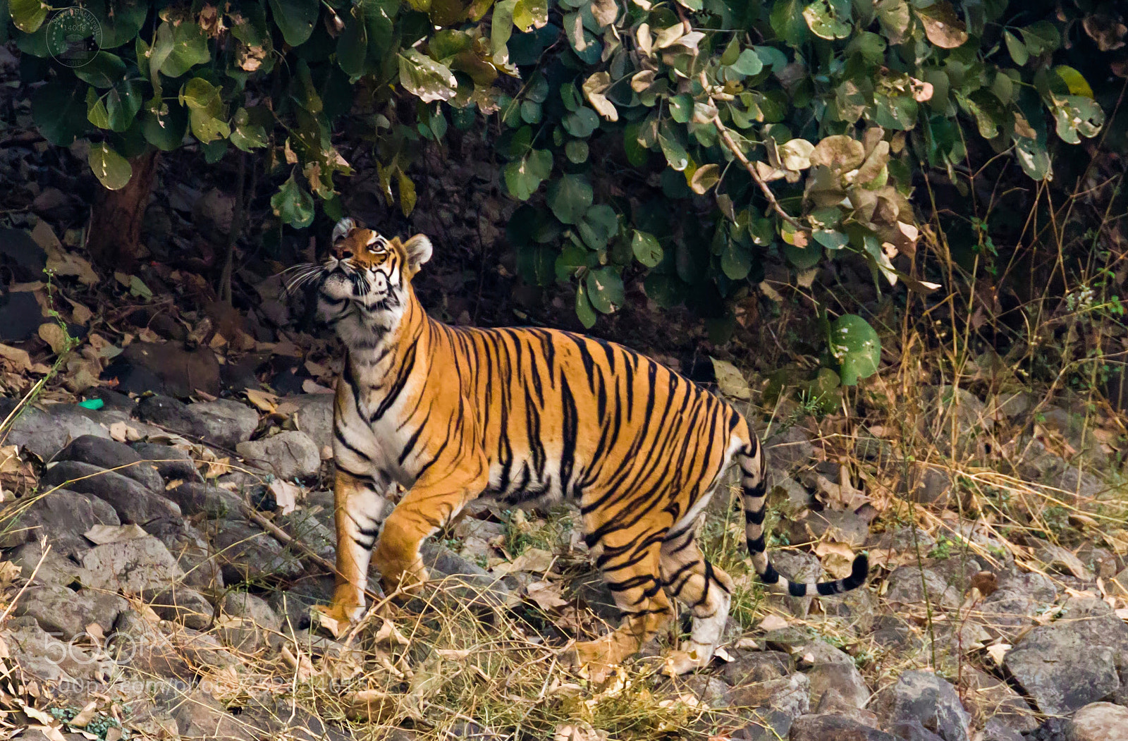 Canon EOS 80D sample photo. A lone tigress photography