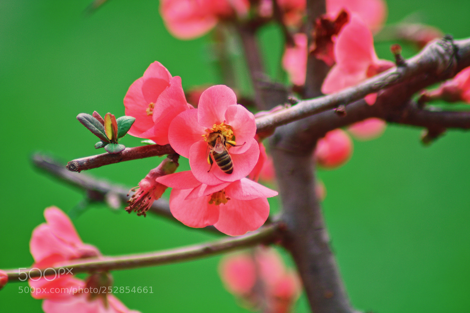 Canon EOS 750D (EOS Rebel T6i / EOS Kiss X8i) sample photo. Spring photography