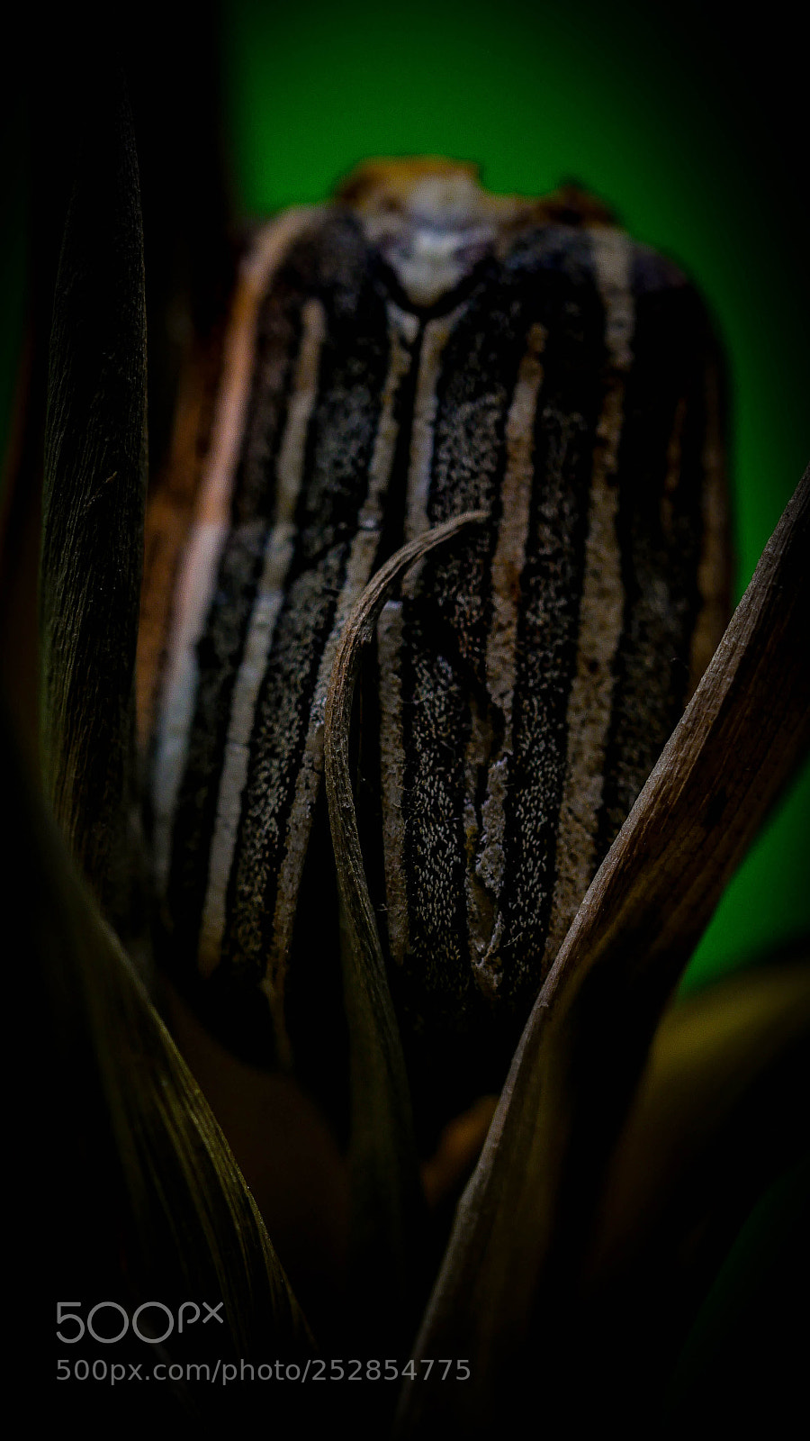 Panasonic Lumix DMC-GH4 sample photo. Chrochid photography