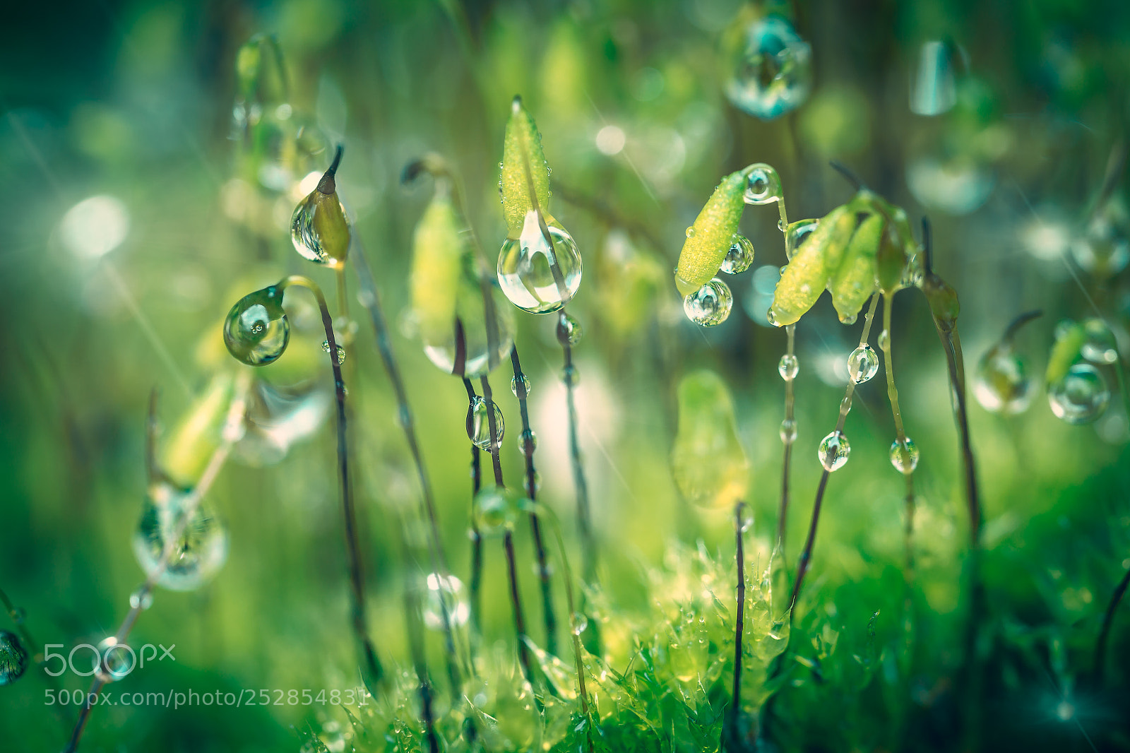 Canon EOS-1D Mark IV sample photo. Water drops photography