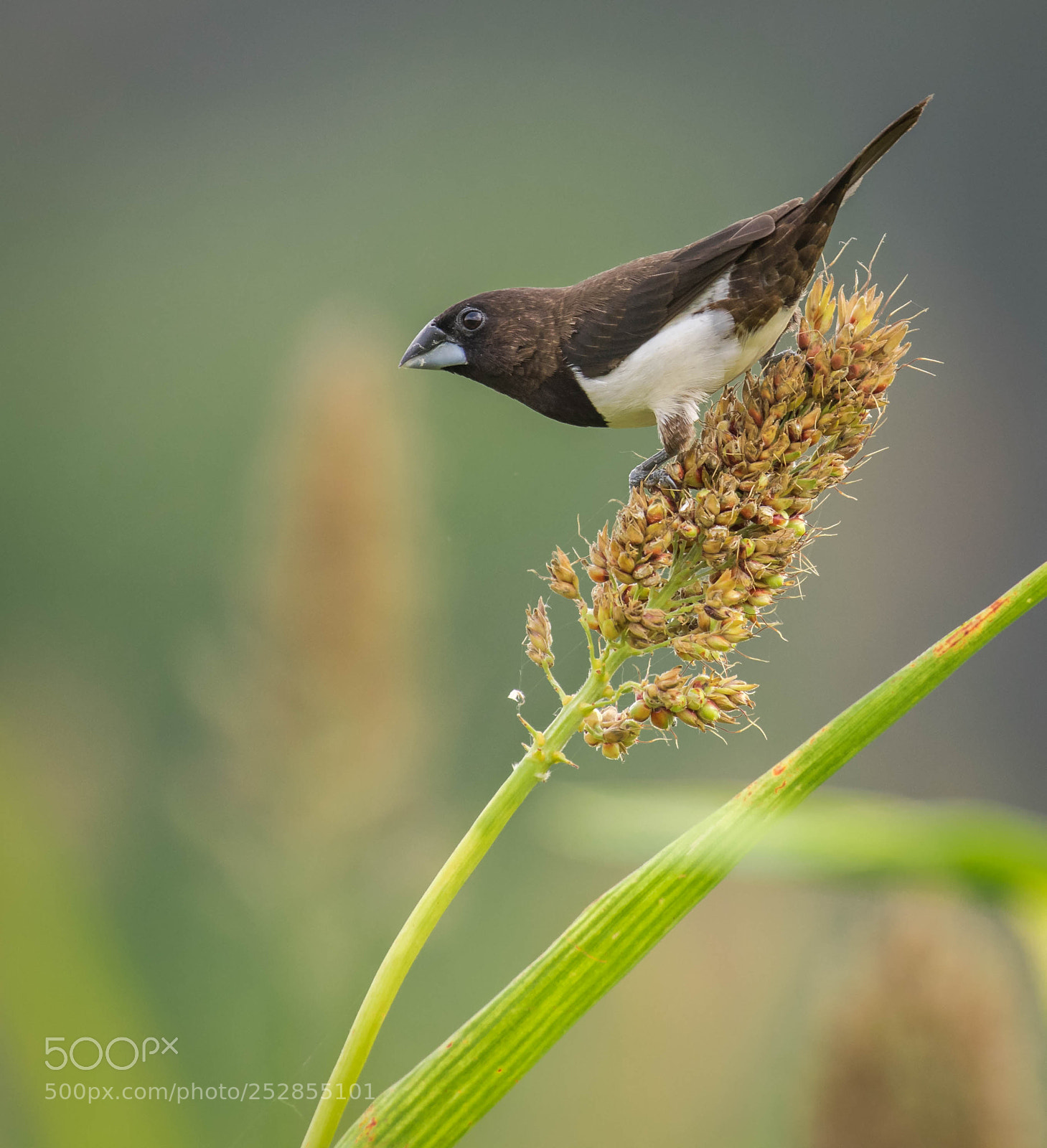 Nikon D5300 sample photo. White rumped munia photography