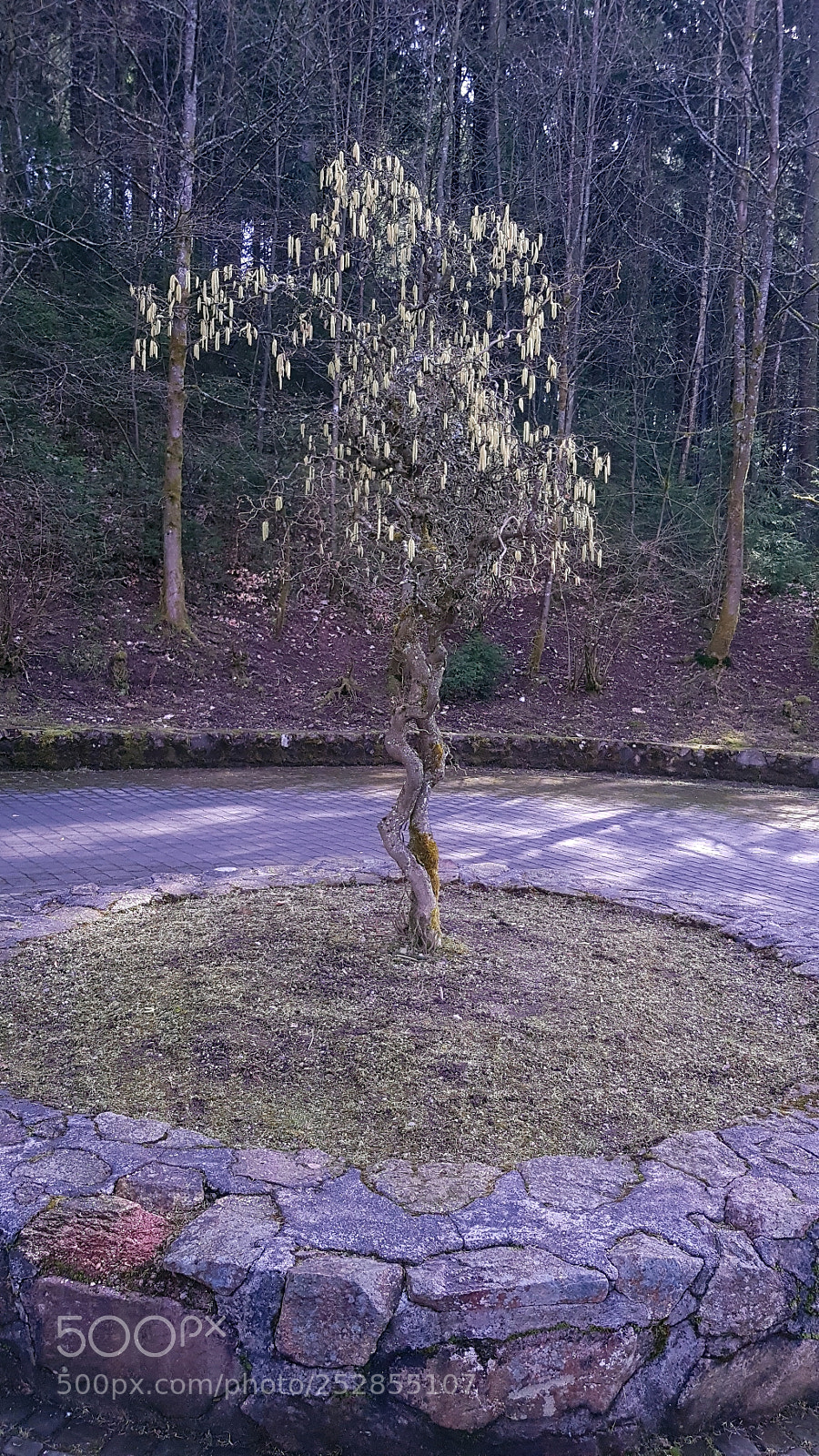 Samsung Galaxy S8+ sample photo. Untitled photography