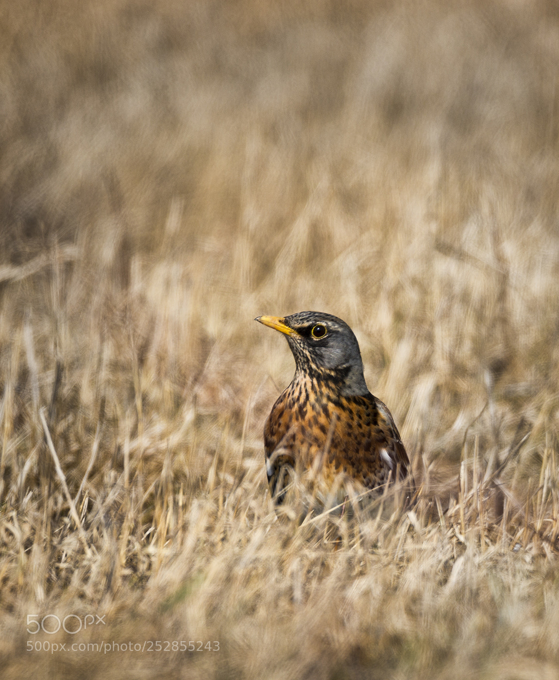 Sony SLT-A99V sample photo. Spring photography