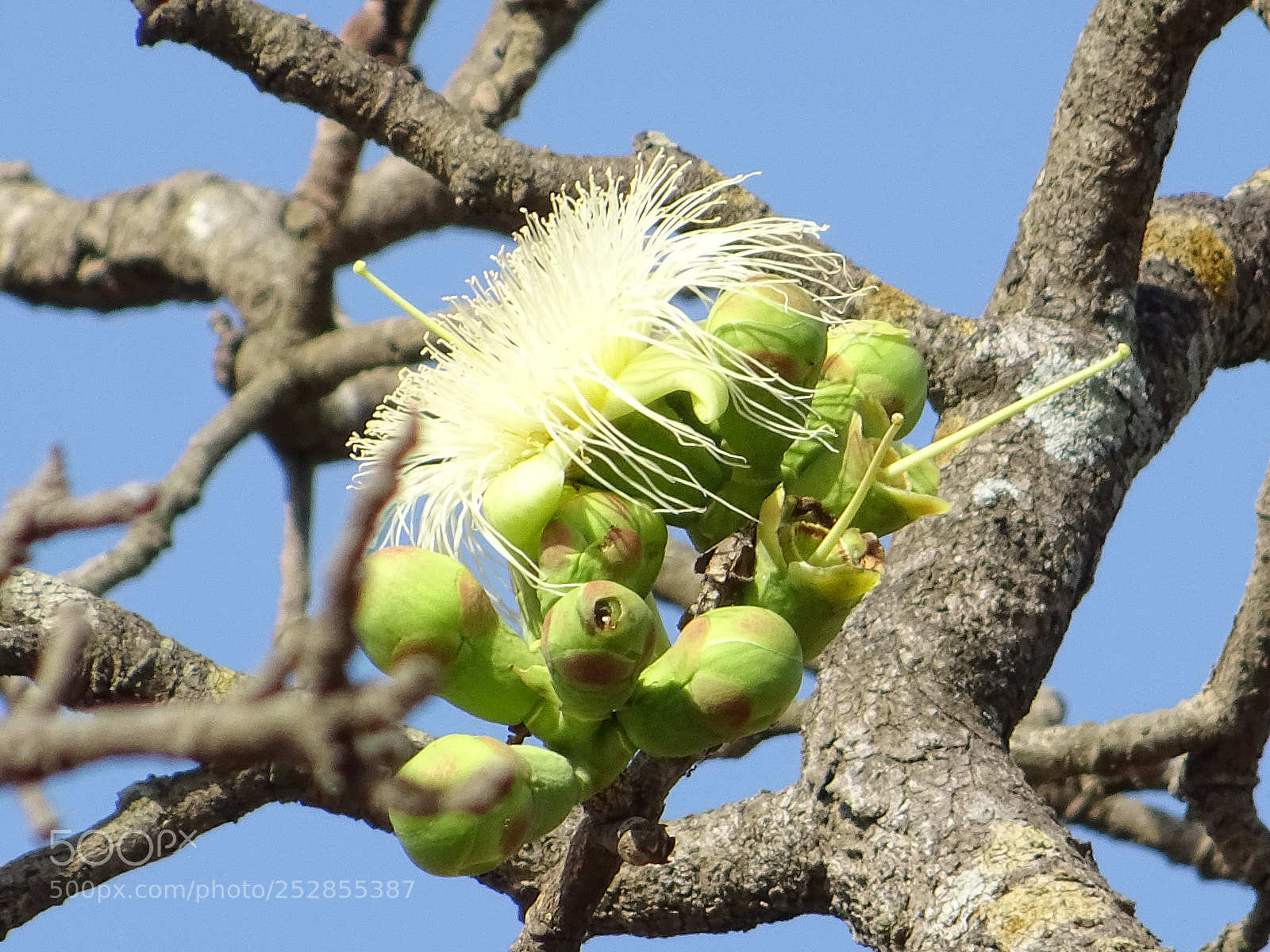 Sony DSC-HX60V sample photo. Amazing flower photography