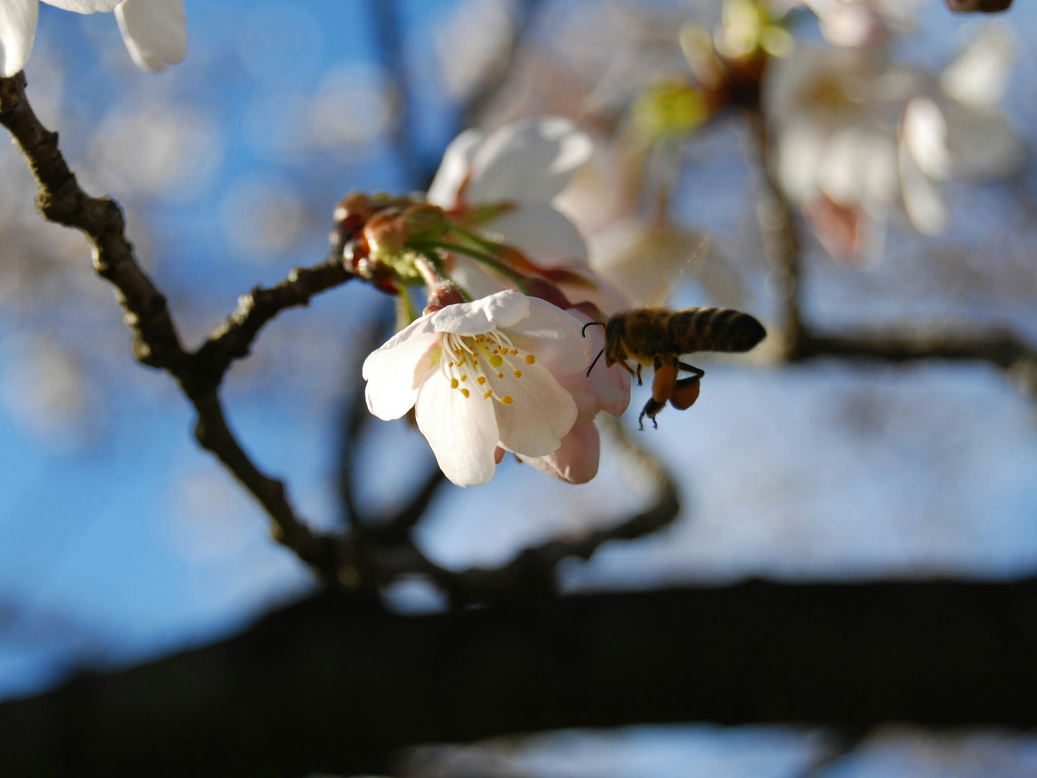Nikon D60 sample photo. 🐝 photography