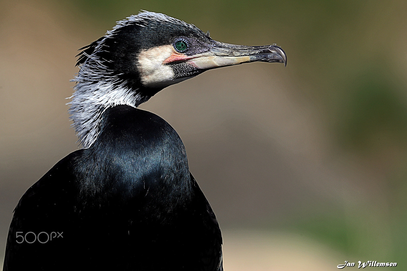 Canon EOS-1D X Mark II + Canon EF 300mm F2.8L IS II USM sample photo. Cormorant photography