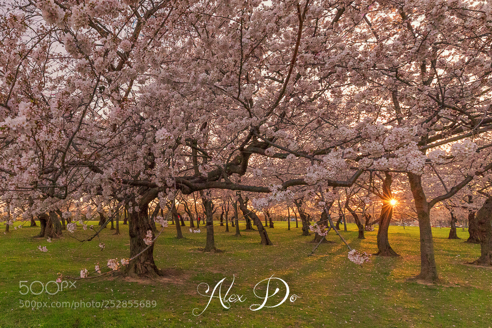 Canon EOS 5D Mark IV sample photo. Cherry blossom photography