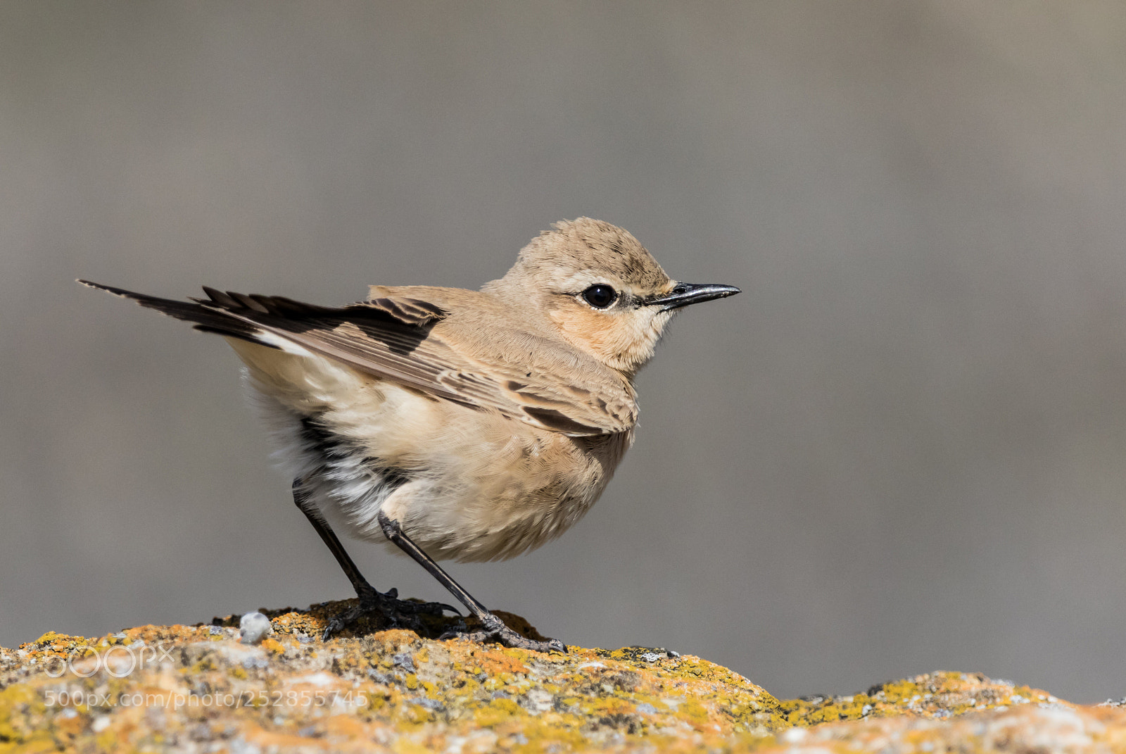 Canon EOS 7D Mark II sample photo. Desert wheatear photography