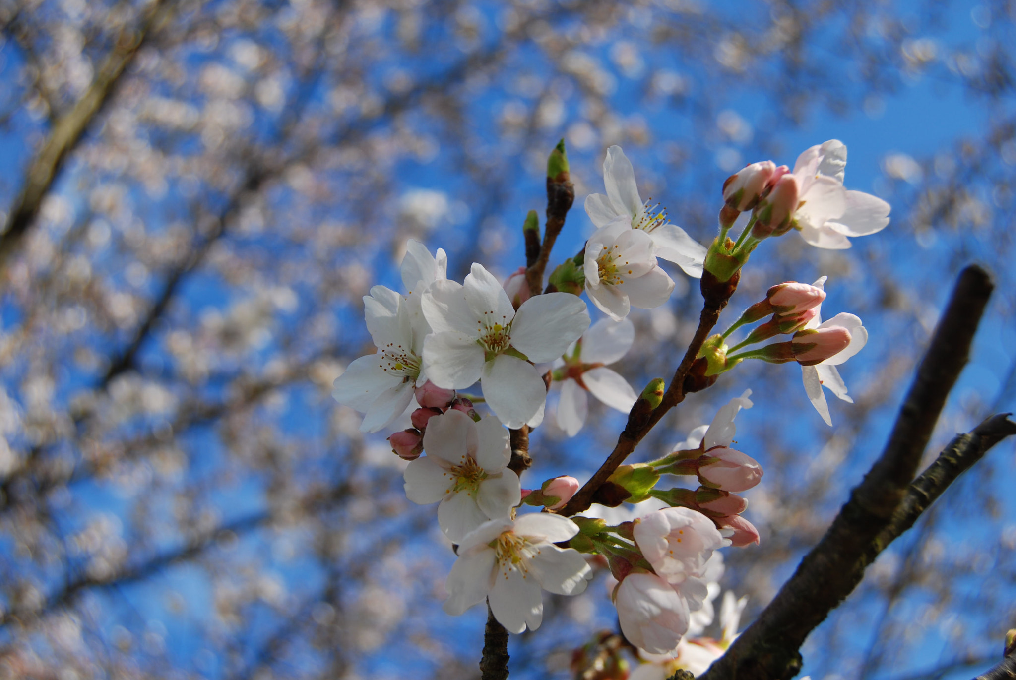 Nikon D60 sample photo. 🌸🌸🌸 photography