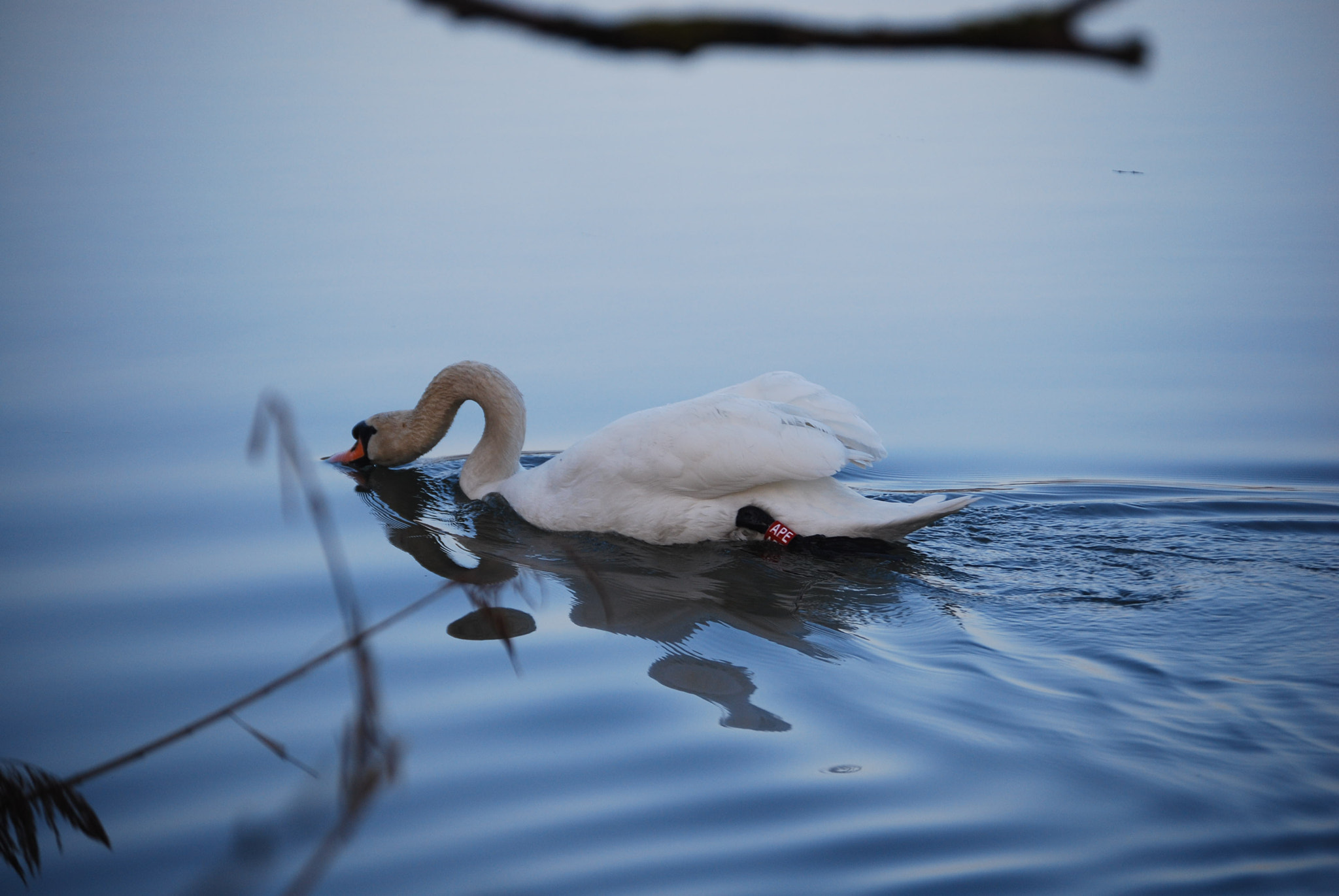 Nikon D60 sample photo. In the morning... photography