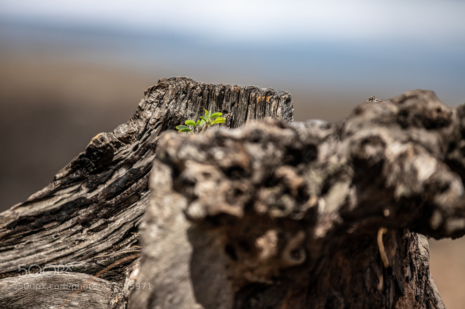 Canon EOS 6D Mark II sample photo. Nature never die photography