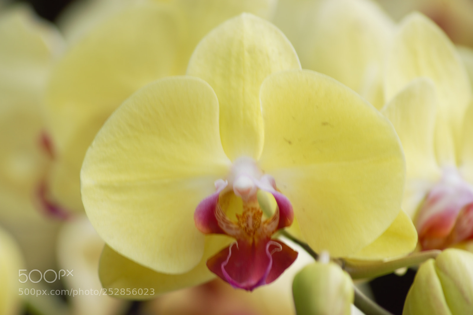 Sony SLT-A65 (SLT-A65V) sample photo. Orchid photography