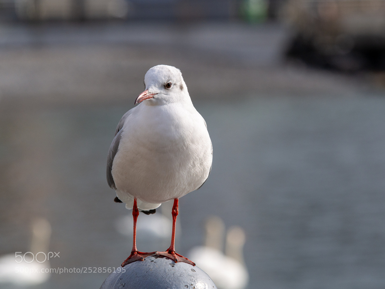 Olympus OM-D E-M5 sample photo. A gull photography