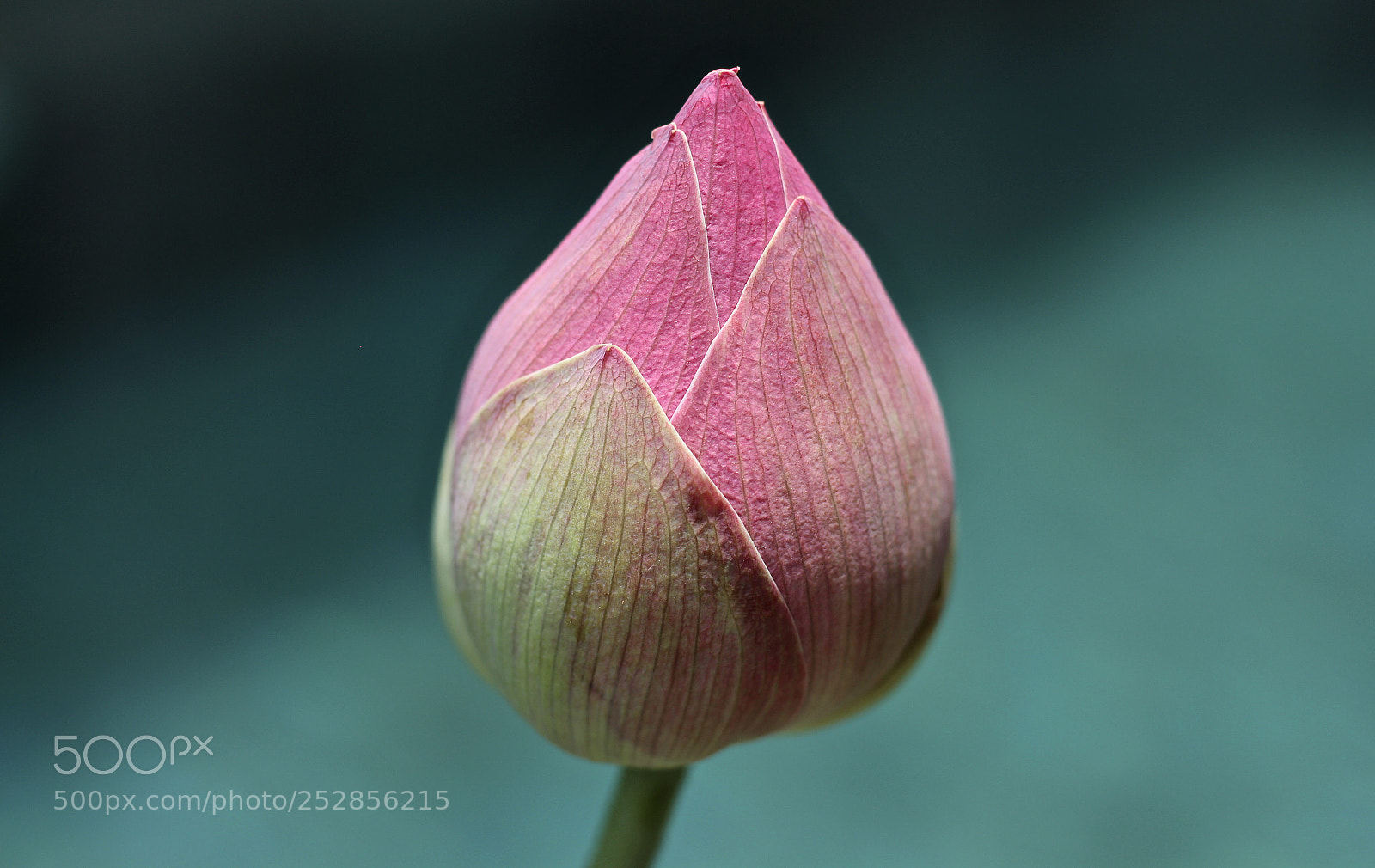 Canon EOS 700D (EOS Rebel T5i / EOS Kiss X7i) sample photo. Lotus photography
