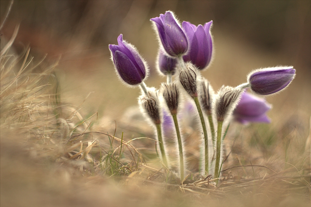 Canon EOS 600D (Rebel EOS T3i / EOS Kiss X5) + Canon EF 35-80mm f/4-5.6 sample photo. Pulsatilla slavica photography