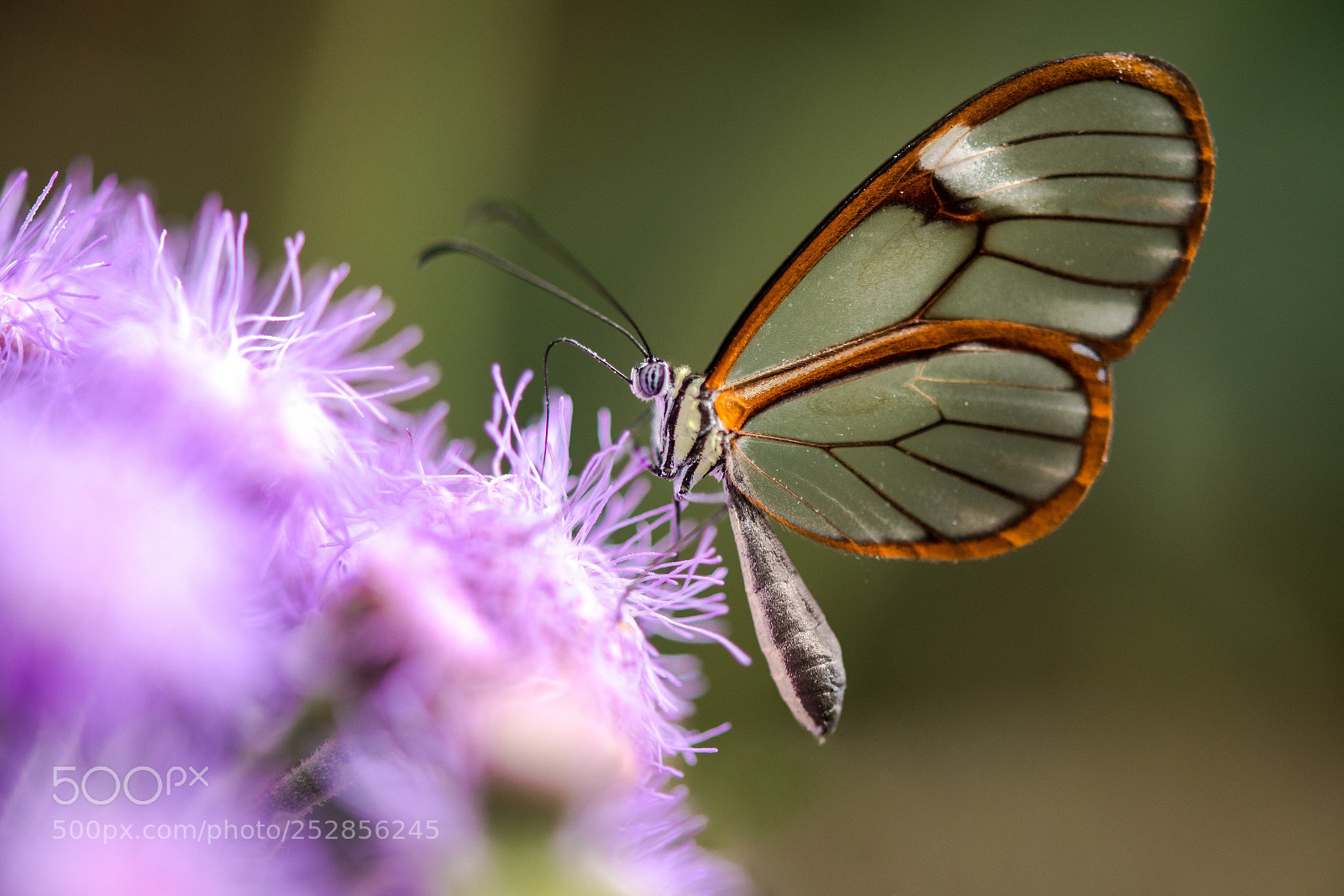 Nikon D800E sample photo. Greta oto, the glasswing photography