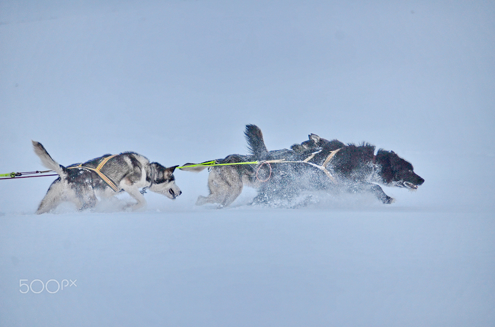 Nikon D7000 sample photo. Pulling the sleigh photography