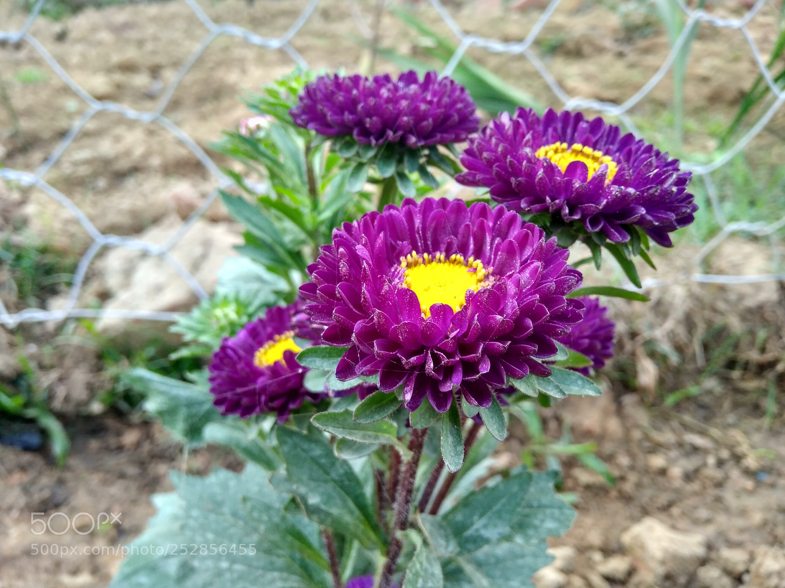 Xiaomi Redmi 4 Pro sample photo. ....natural touch of purple.... photography