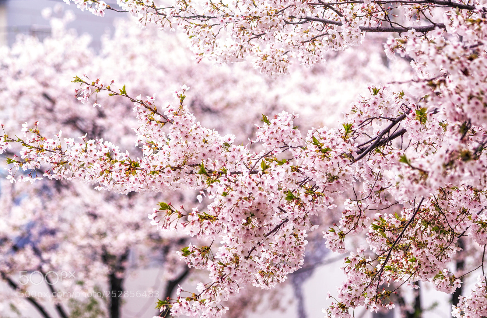 Sony a6000 sample photo. Burst of spring photography