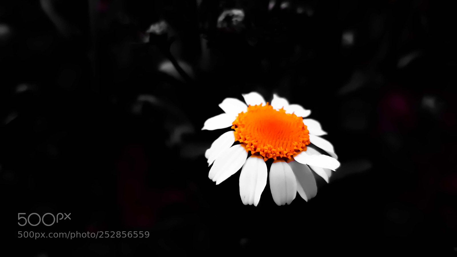 Samsung Galaxy S7 sample photo. Flower in orange galaxy photography