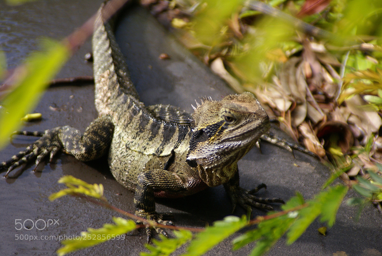 Sony Alpha DSLR-A100 sample photo. Lizard  photography