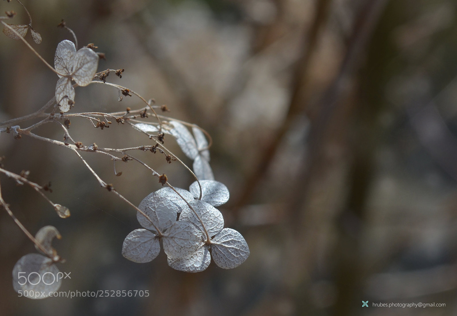 Nikon D5100 sample photo. Untitled photography