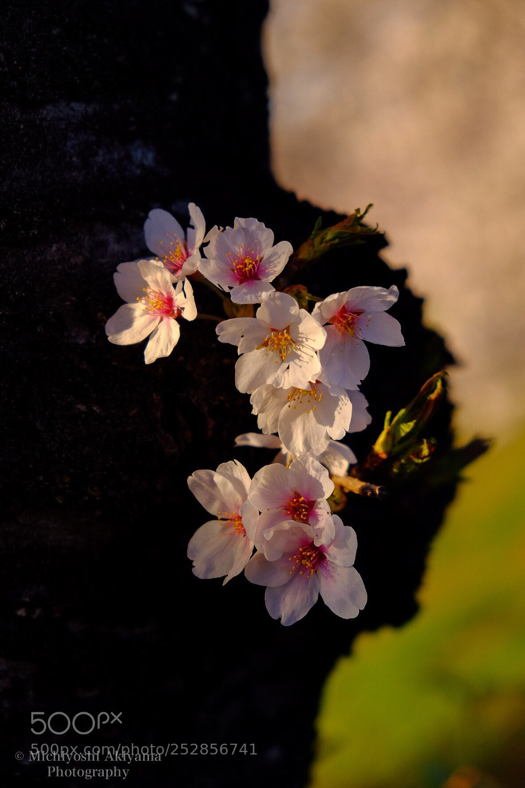Fujifilm X-T1 sample photo. Sakura 

 photography